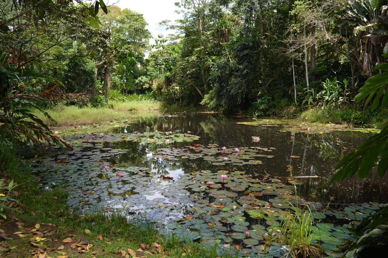 Rainforest Eco Lodge Сува Экстерьер фото