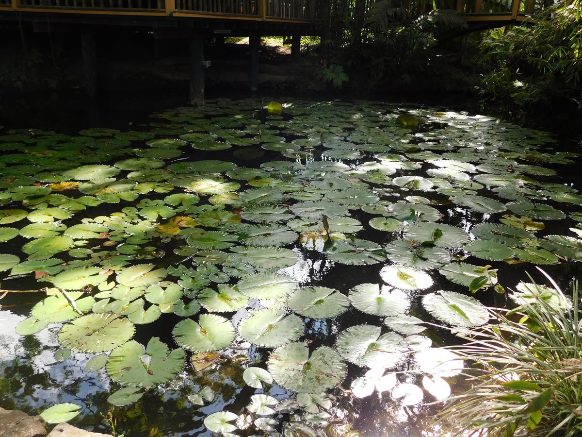 Rainforest Eco Lodge Сува Экстерьер фото